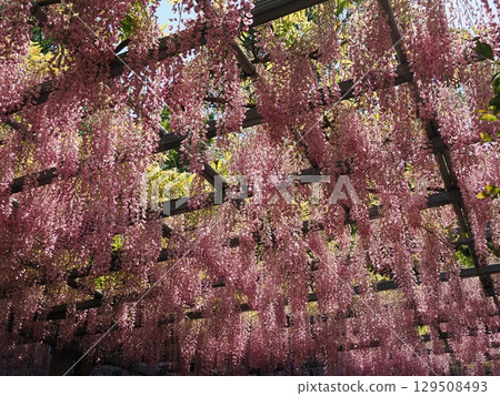 阿智神社阿智紫藤 紫藤觀賞協會 129508493