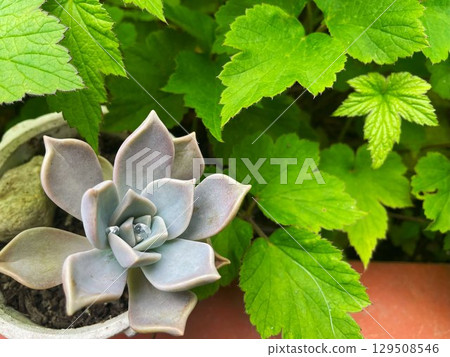 A close-up of dew glistening on a pale Graptopetalum succulent plant 129508546