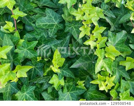 常春藤 (Hedera) 葉子美麗的綠色特寫鏡頭 常春藤 (Hedera) 葉子美麗的綠色特寫鏡頭 129508548