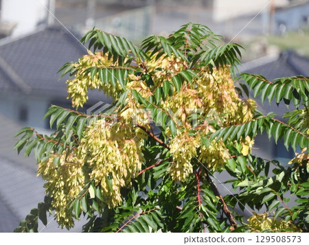 Ailanthus fruit 129508573