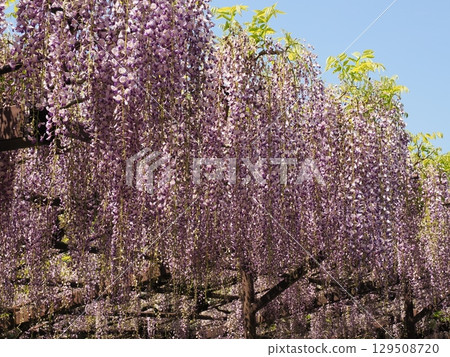 Shosoji寺的紫藤 129508720