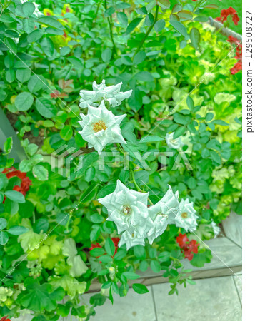 世博會英國館的花 129508727