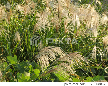 Susuki Susuki 129508887