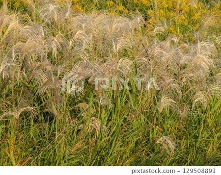 Susuki Susuki 129508891