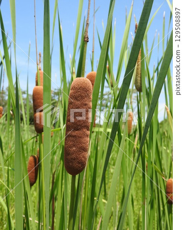 香蒲穗:一種形狀像香腸的蓬鬆花穗 香蒲穗:一種形狀像香腸的蓬鬆花穗 129508897