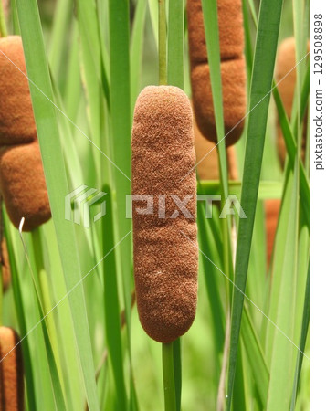 Cattail spike: A fluffy flower spike shaped like a sausage Cattail spike: A fluffy flower spike shaped like a sausage 129508898