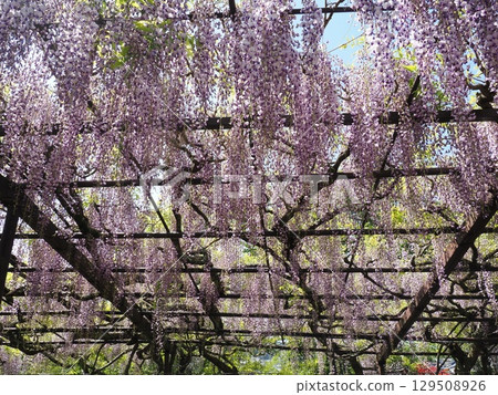 Wisteria of Shosoji Temple Wisteria of Shosoji Temple 129508926