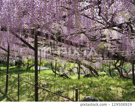 Wisteria of Shosoji Temple 129508929