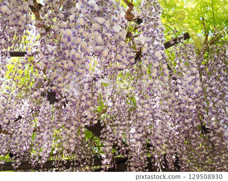 Wisteria of Shosoji Temple Wisteria of Shosoji Temple 129508930