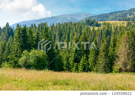 mountain landscape with fir forest on the hill in summer. hiking through beautiful nature scenery of ukraine alpine countryside. scenic view of carpathians under blue sky with clouds on a sunny day 129509022