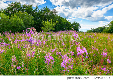 pink fireweed flower in nature. natural flora of carpathians in summer. willowherb plant blooming on the alpine meadow in front of a forest background pink fireweed flower in nature. natural flora of carpathians in summer. willowherb plant blooming on the alpine meadow in front of a forest background 129509023