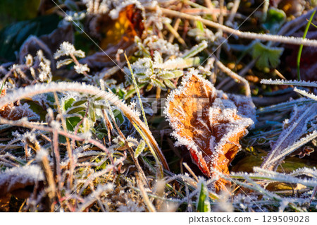 frost on the ground. leaves and grass in first hoarfrost. closeup image. cold weather of november on a sunny morning frost on the ground. leaves and grass in first hoarfrost. closeup image. cold weather of november on a sunny morning 129509028