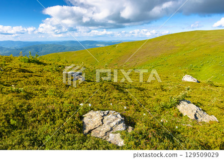 transcarpathia mountain landscape in summer. beautiful view of rolling green hills and alpine meadows in evening light. scenery with clouds on the blue sky. scenic nature background for travel 129509029