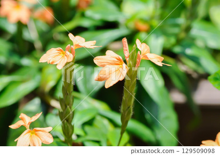 Crossandra or ACANTHACEAE, ,crossandra infundibuliformis or Crossandra infundibuliformis Merr Crossandra or ACANTHACEAE, ,crossandra infundibuliformis or Crossandra infundibuliformis Merr 129509098