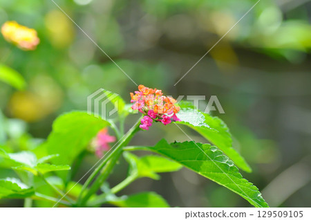 Lantana camara L, Cloth of gold or Hedge flower or Lantana or Weeping lantana or White sage or VERBENACEAE or pink flower 129509105