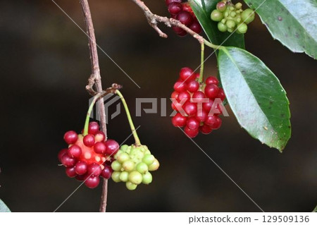The young green fruits hanging from the branches and the ripe red fruits are beautiful. The young green fruits hanging from the branches and the ripe red fruits are beautiful. 129509136