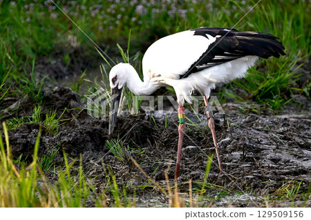 Stork of Township Park Stork of Township Park 129509156
