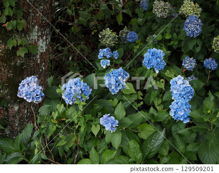 A cluster of blue hydrangeas (blue and green hydrangeas on the roadside) 129509201