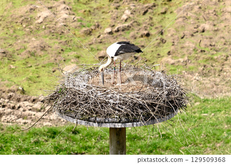 Stork of Township Park Stork of Township Park 129509368