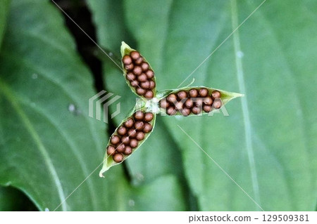 Beautiful violet fruit with a pod that opens on three sides and is packed with many seeds. Beautiful violet fruit with a pod that opens on three sides and is packed with many seeds. 129509381