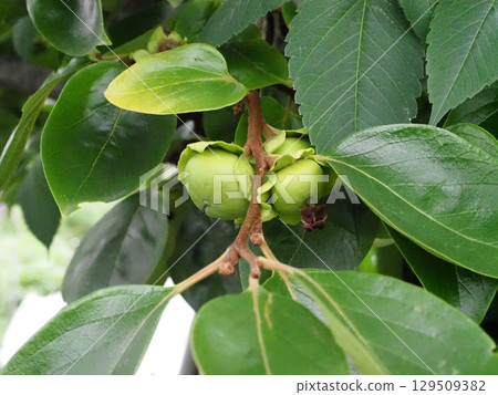 A branch of persimmon with blue fruit (close-up of persimmons in early summer before they turn color) A branch of persimmon with blue fruit (close-up of persimmons in early summer before they turn color) 129509382