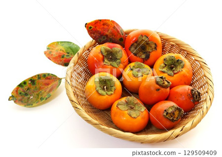過濾器上的富德柿子、富玉柿子和二郎柿子，白色背景 129509409