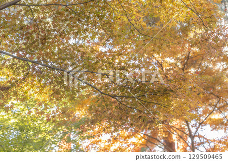 Autumn leaves of National Musashi Hills Forest Park 129509465