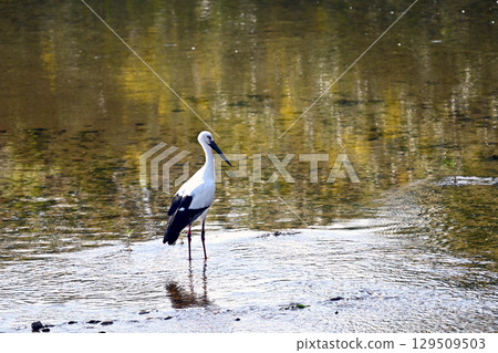 鄉鎮公園的鸛 129509503