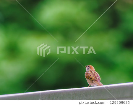 [Iwate Park, Morioka City, Iwate Prefecture] A sparrow taking a rest on the fence of the castle ruins 129509625