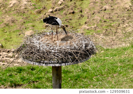 鄉鎮公園的鸛 129509631