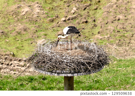 Stork of Township Park Stork of Township Park 129509638