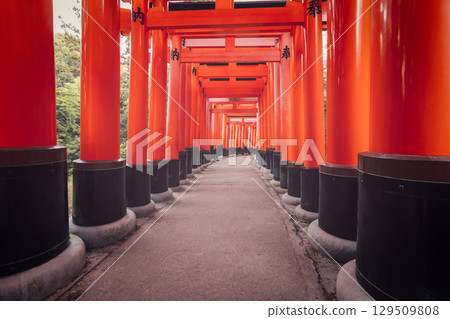 Symmetrical view of red torii tunnel at Fushimi Inari Taisha, Kyoto, captured with film-style tone Symmetrical view of red torii tunnel at Fushimi Inari Taisha, Kyoto, captured with film-style tone 129509808
