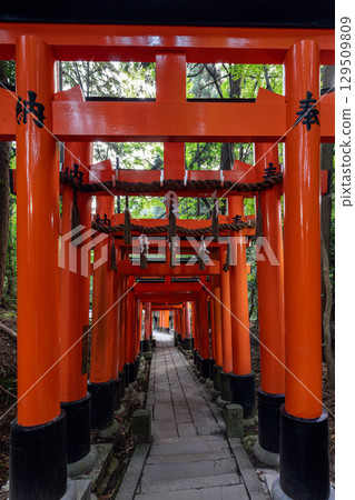 Aligned torii gates with ritual rope details in Fushimi Inari iconic path 129509809