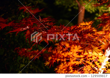 Bright red and orange leaves of Japanese maple branch glowing under artificial night lighting Bright red and orange leaves of Japanese maple branch glowing under artificial night lighting 129509817