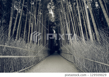 Monochrome flash photo captures bamboo path in Arashiyama reveals sharp lines and muted tones 129509829