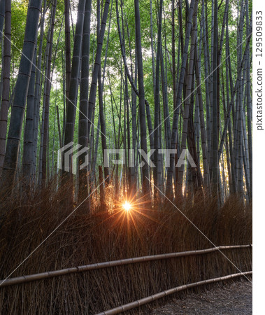 Vertical photo from Arashiyama Bamboo Grove in Kyoto, Japan captures the rare moment 129509833