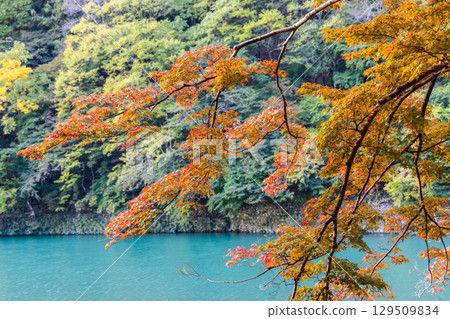 Red and orange maple branches extend over turquoise water of Katsura River in Arashiyama, Kyoto Red and orange maple branches extend over turquoise water of Katsura River in Arashiyama, Kyoto 129509834