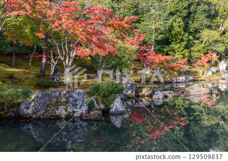 Bright red maples and green pines line the edge of still pond in Japanese garden 129509837