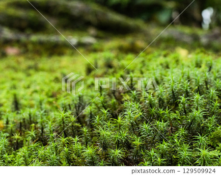 Moss after the rain 129509924