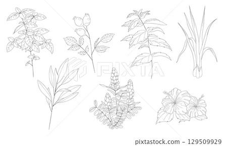 Vector line drawing illustration of a set of seven Western herbs 129509929