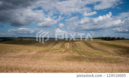 Expansive fields of golden crops lay harvested, stretching under a vibrant sky filled with fluffy clouds, showcasing the beauty of rural agriculture during sunny weather. Expansive fields of golden crops lay harvested, stretching under a vibrant sky filled with fluffy clouds, showcasing the beauty of rural agriculture during sunny weather. 129510005
