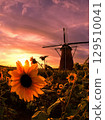 Mysterious sunflowers dyed in the sunset 129510041
