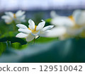Summer in the lotus root fields 129510042