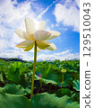 Lotus root flowers shining in the morning sun 129510043