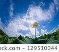 Lotus blooming toward the blue sky 129510044