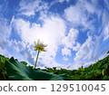 Blue sky, summer clouds, sun and lotus flowers 129510045