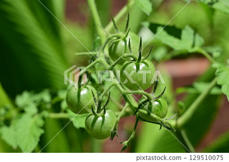 Tomatoes (Solanaceae) before they are fully ripe Tomatoes (Solanaceae) before they are fully ripe 129510075