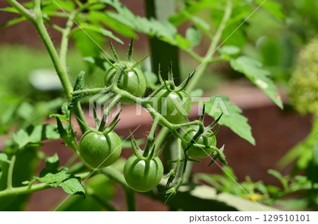 Tomatoes (Solanaceae) before they are fully ripe 129510101