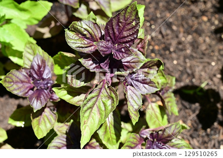 Dark Opal Basil (Lamiaceae) Ocimum genus 129510265
