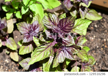 Dark Opal Basil (Lamiaceae) Ocimum genus Dark Opal Basil (Lamiaceae) Ocimum genus 129510296